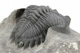 Detailed Hollardops Trilobite With Nice Eyes - Ofaten, Morocco #216564-5
